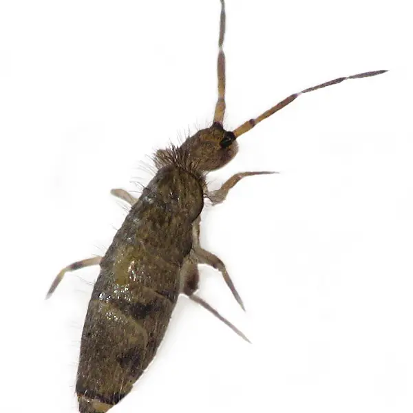 Springtail | Arrow Exterminating serving Long Island and surrounding areas