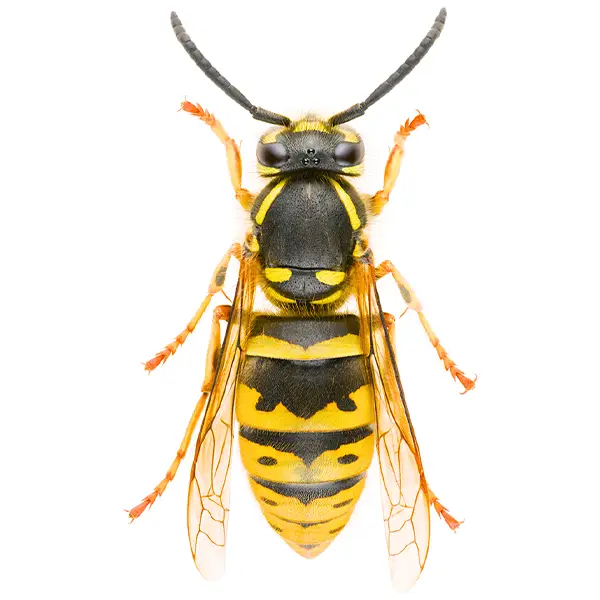 Yellow Jacket | Arrow Exterminating serving Long Island and surrounding areas