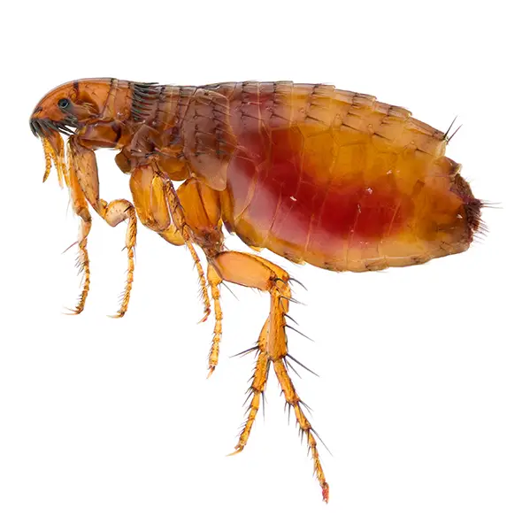 Flea | Arrow Exterminating serving Long Island and surrounding areas