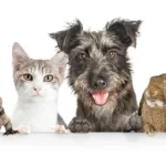 Assortment of pets against a white background - keep pests away from your home with Arrow Exterminating Company in NY