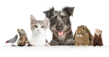 Assortment of pets against a white background - keep pests away from your home with Arrow Exterminating Company in NY