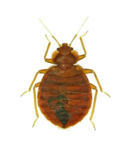 Questions-to-Ask-Your-Exterminator-About-Bed-Bugs