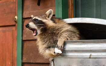 Raccoon Dangers to Be Aware Of in Lynbrook, New York | Arrow Exterminating Company, Inc