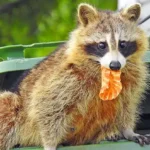 A racoon perched on the outer rim of a trash bin - keep pests away from your home with Arrow Exterminating Company in NY