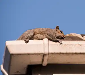 Reasons Why Squirrels Enter Your Home in your area