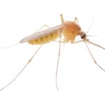 Reasons-to-Consider-Mosquito-Control