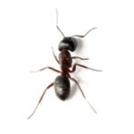 Recognizing-the-Signs-of-an-Ant-Infestation