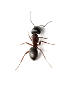 Recognizing-the-Signs-of-an-Ant-Infestation
