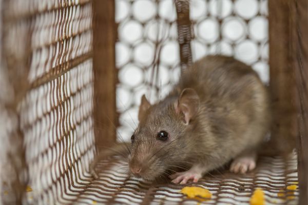 Rodent Treatment by Arrow Exterminating