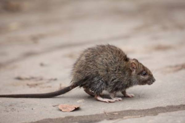 Rodent Identification by Arrow Exterminating
