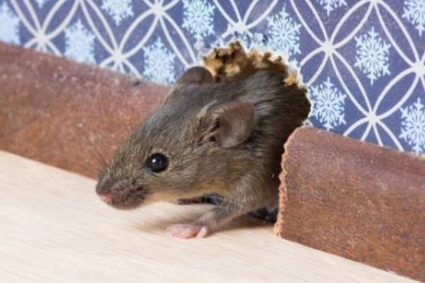 Rodent Exclusion and Prevention by Arrow Exterminating