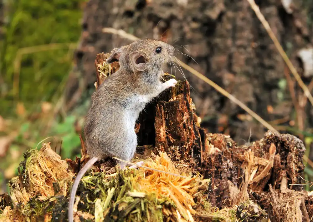 A brown mouse gnawing on a tree stump - keep pests away from your home with Arrow Exterminating Company in NY