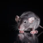 Gray rodent on a reflective surface - keep pests away from your home with Arrow Exterminating Company in NY