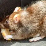 A rodent eating food scraps - keep pests away from your home with Arrow Exterminating Company in NY