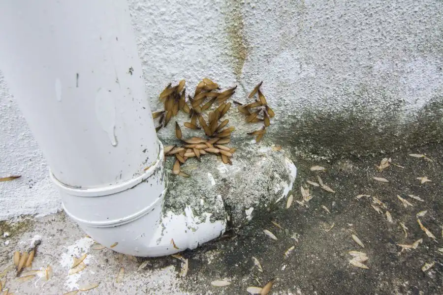 A cluster of termites on a pipe outside a building - keep pests away from your home with Arrow Exterminating Company in NY