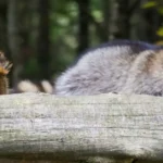 A squirrel and raccoon gathered outdoors - keep pests away from your home with Arrow Exterminating Company in NY