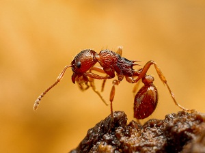 Closeup of an ant.