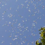 Swarm of mosquitoes - keep pests away from your home with Arrow Exterminating Company in NY