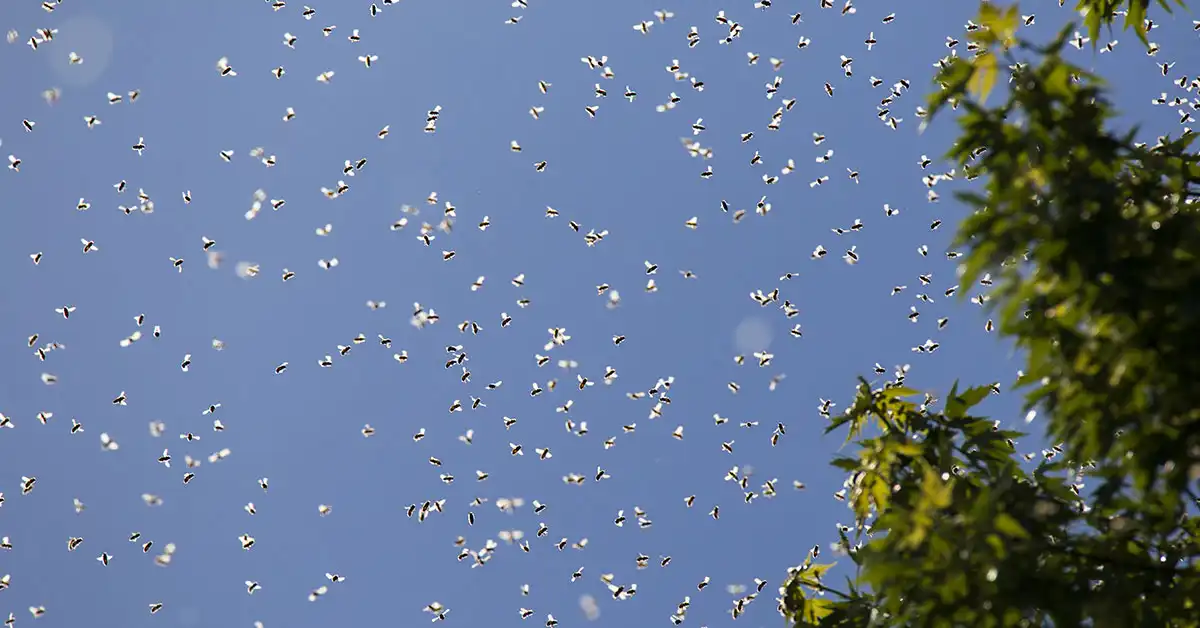 Swarm of mosquitoes - keep pests away from your home with Arrow Exterminating Company in NY