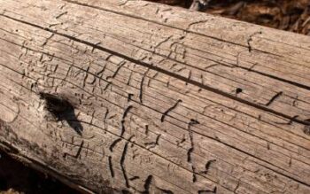 What termite damage looks like on a log in NY