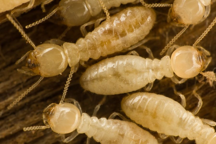 termite lifecycle in Long Island |  Arrow Exterminating