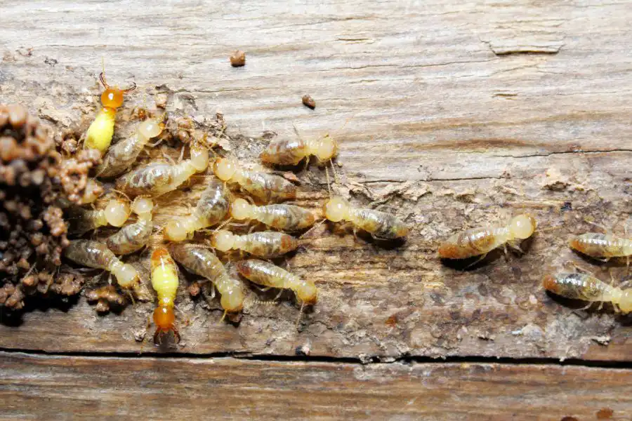 A cluster of termites gathered on a piece of wood - keep pests away from your home with Arrow Exterminating Company in NY