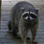 Tips-for-Keeping-Raccoons-Away-from-Your-Home