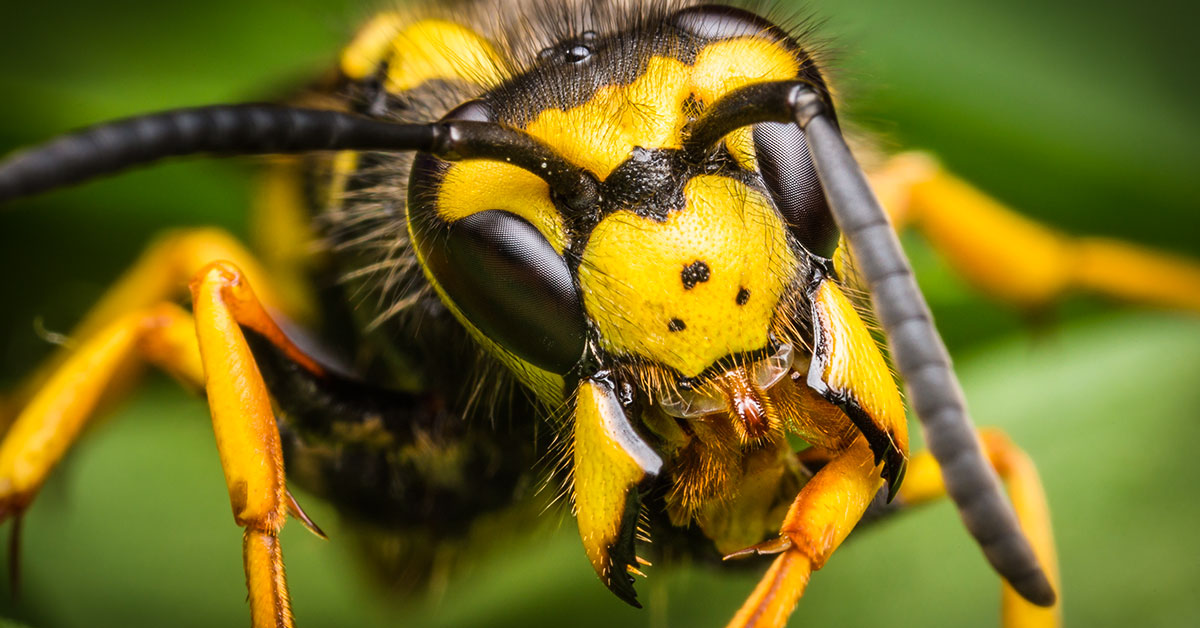 Closeup on a wasp's head.