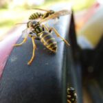 Wasps sitting on a red car's side mirror
