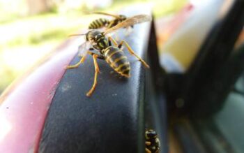 Wasps sitting on a red car's side mirror