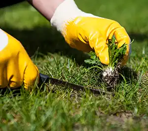 Person uprooting a weed from a lawn - keep pests away from your home with Arrow Exterminating Company in NY