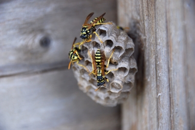 What-Are-the-Dangers-of-Having-Bees-Near-Your-Home