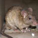 What-Diseases-Do-Rodents-Carry-