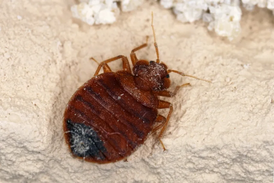 A macro close-up of a reddish-brown adult bed bug resting on a light, textured surface, detailing its segmented oval body to show what bed bugs look like.