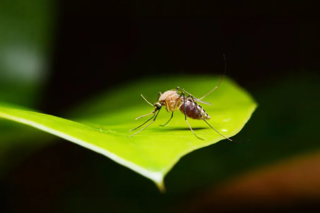 Mosquito resting on a bright green leaf while searching for plant nectar to eat.