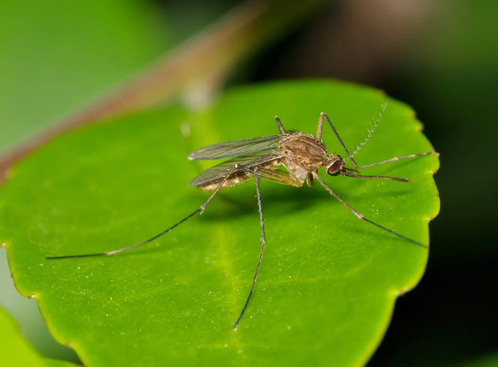 Close up of a mosquito on a leaf