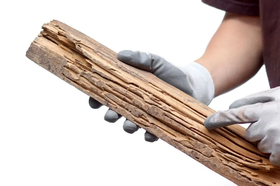A person wearing grey protective gloves holding a long piece of lumber that has been severely hollowed out and shredded by termite activity.