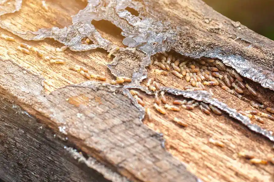 A cluster of termites crawling on a piece of damp wood
