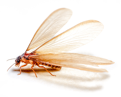 winged termite on white background