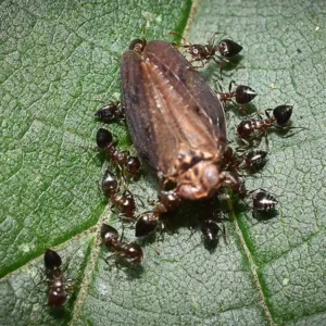 A cluster of acrobat ants gathered around an insect - keep pests away from your home with Arrow Exterminating Company in NY