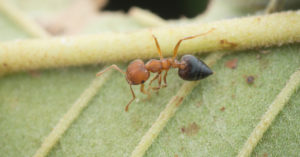 Acrobat Ant on a leaf