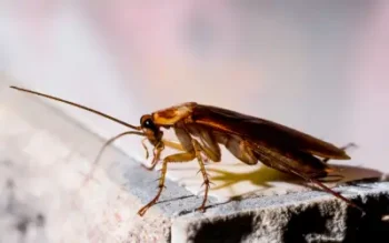 american cockroach that wandered into long island house