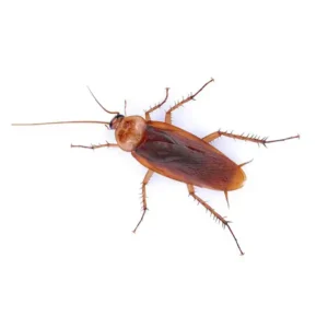 American cockroach on a white background - keep pests away from your home with Arrow Exterminating Company in NY