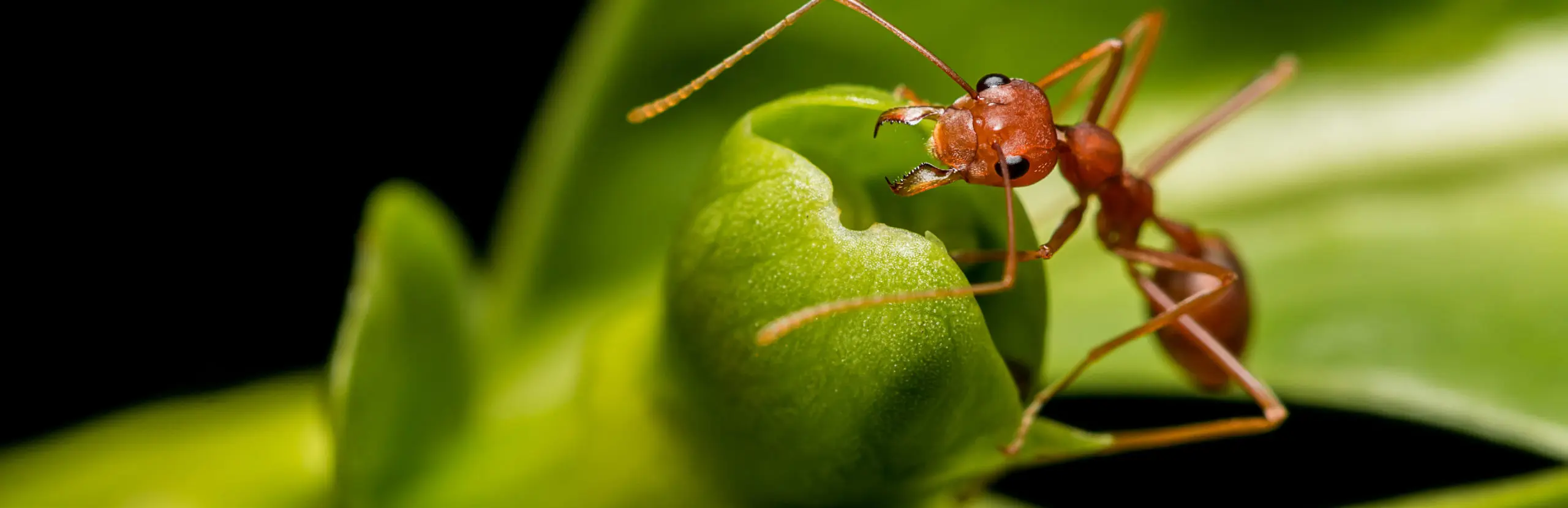 Close up of a fire ant crawling on a green leaf