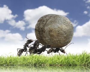 Ants carrying a ball as a group.