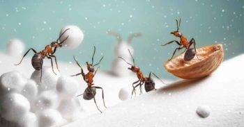 Ants playing with snow