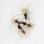 Cluster of ants with wings on a white surface - keep pests away from your home with Arrow Exterminating Company in NY