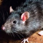 Closeup image of a common rat.