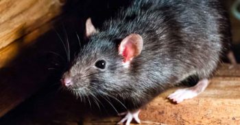Closeup image of a common rat.