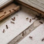 Ants inside a house